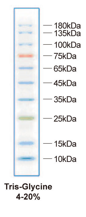 ZD113 彩色預染蛋白marker.jpg