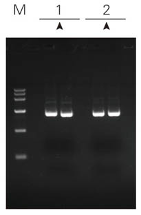 ZPK101-PUC19質(zhì)粒