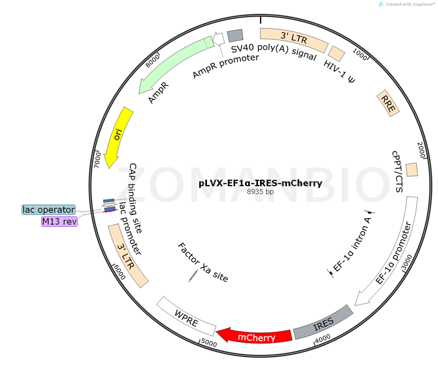 ZK762pLVX-EF1α-IRES-mCherry.png