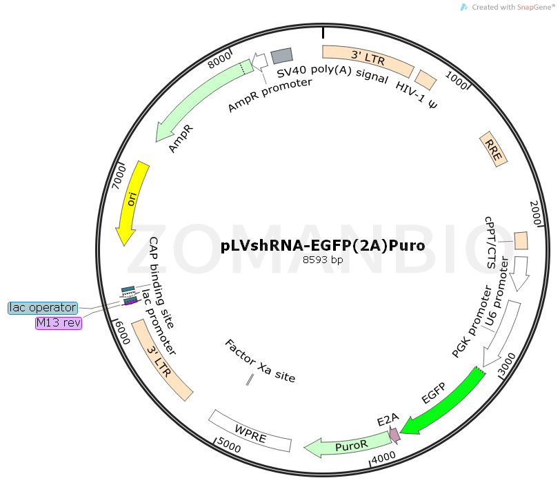 ZK818pLVshRNA-EGFP(2A)Puro.png