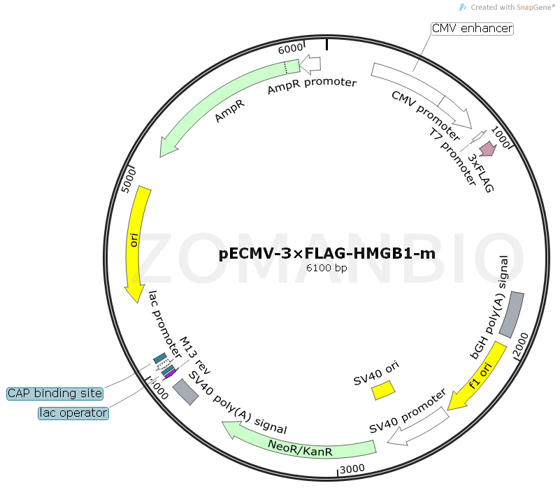ZK1526 pECMV-3×FLAG-HMGB1-m.png