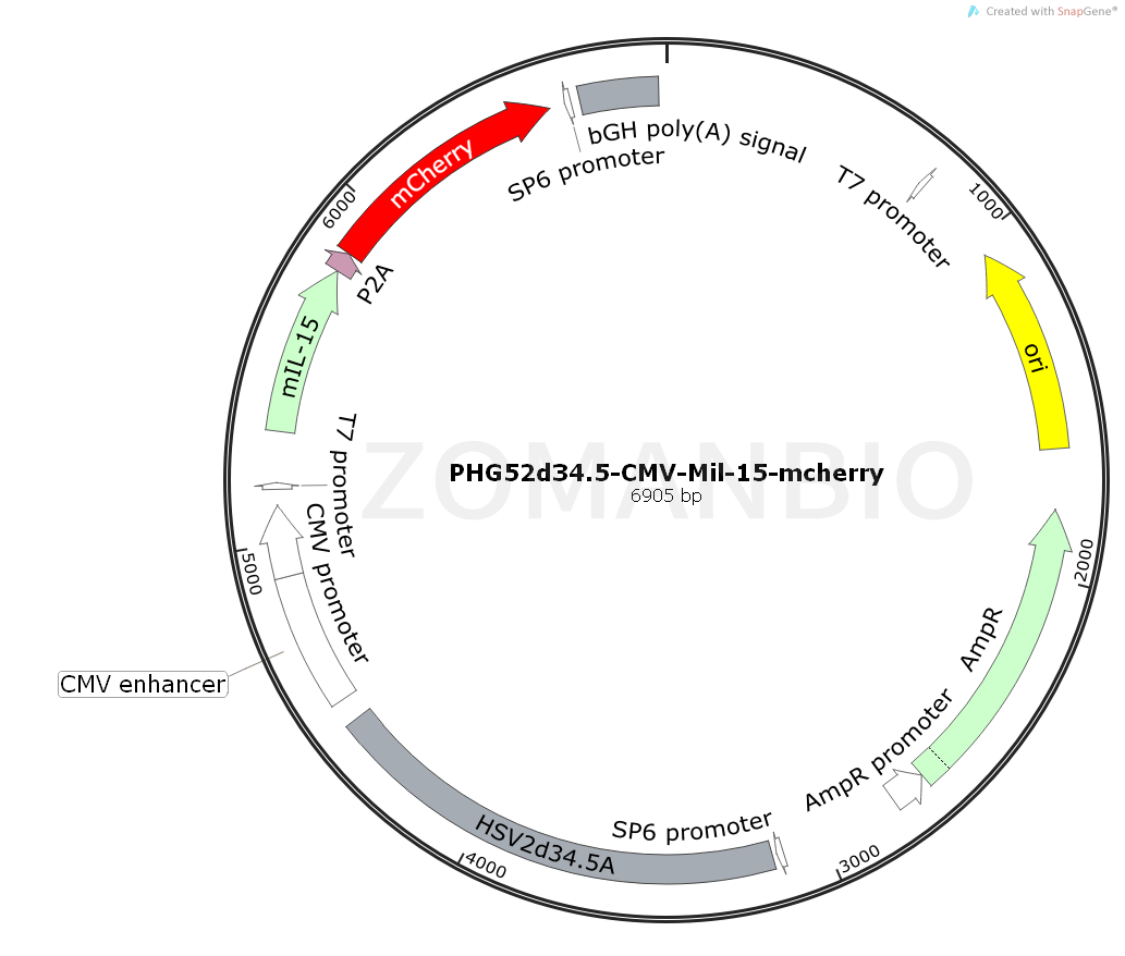 ZK2043 pHG52d34.5-CMV-Mil-15-mCherry.png