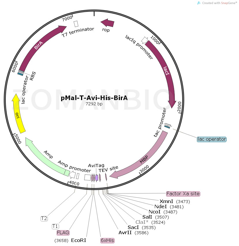 ZK2069 pMal-T-Avi-HisBirA.png