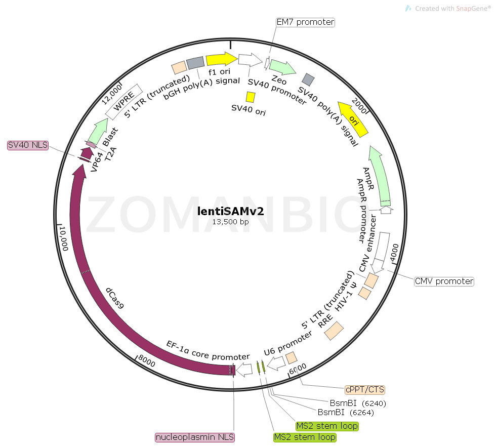 ZK1744 lentiSAMv2.png