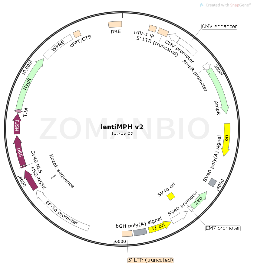 ZK1745 lentiMPH v2.png