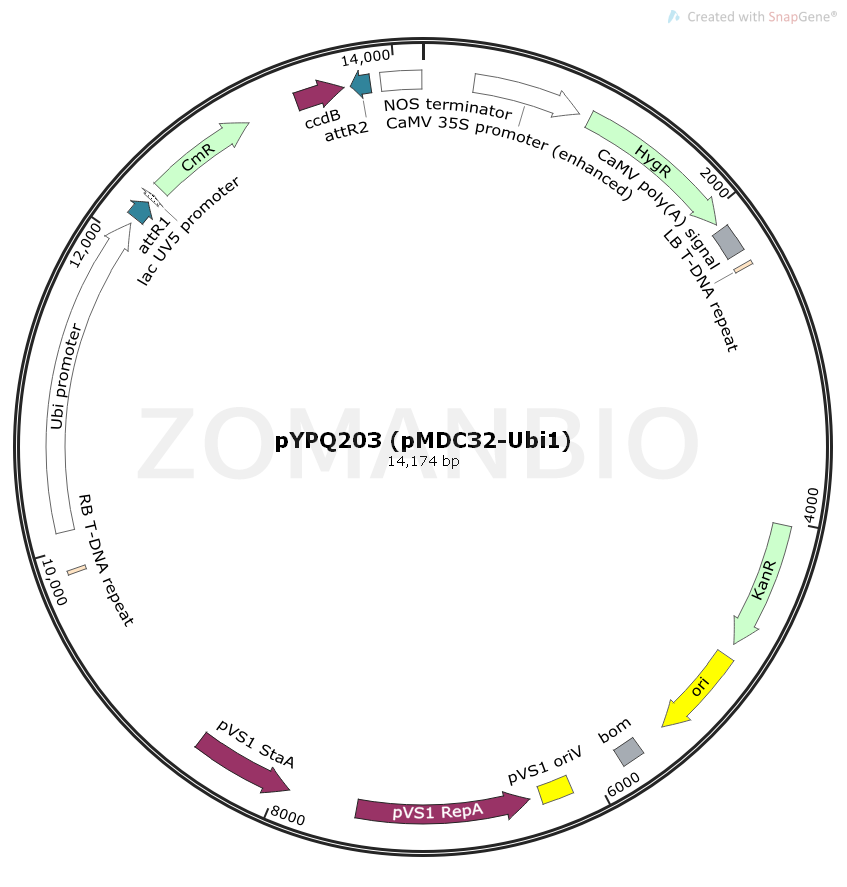 ZK1782 pYPQ203 (pMDC32-Ubi1).png