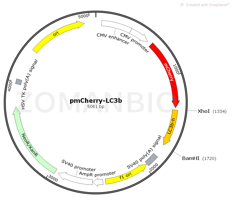 pmCherry-LC3b Map.png