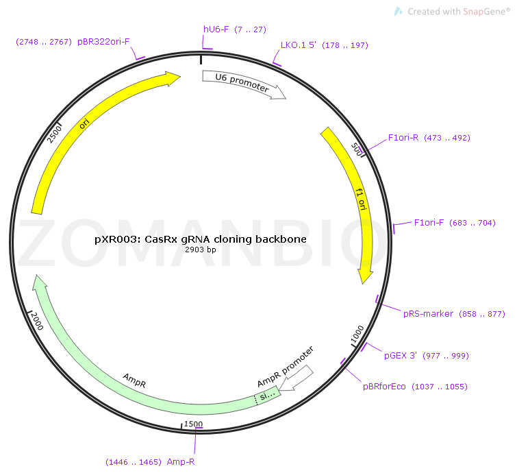 pXR003_ CasRx gRNA cloning backbone Map.png