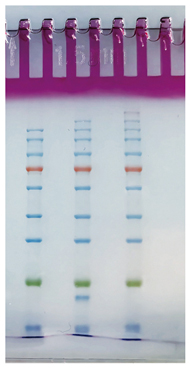 23.7.19 10%膠圖.jpg 圖片